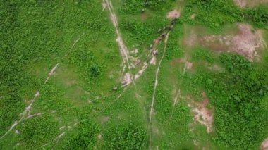Aerial view of group of cows on a rural meadow in a bright morning. Beautiful green area of agricultural land or pasture in the rainy season of northern Thailand.