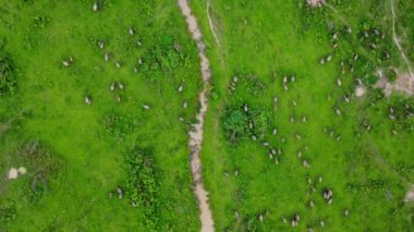 Aerial view of group of cows on a rural meadow in a bright morning. Beautiful green area of agricultural land or pasture in the rainy season of northern Thailand.