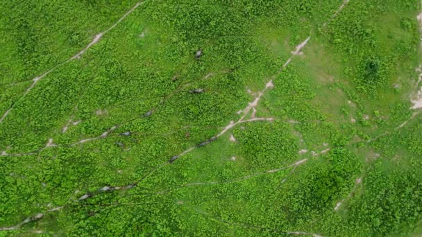 Aerial View Group Cows Rural Meadow Bright Morning Beautiful Green — Stok video