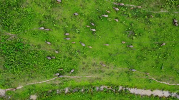 Aerial View Group Cows Rural Meadow Bright Morning Beautiful Green — Stock video