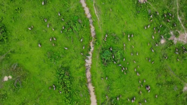 Aerial View Group Cows Rural Meadow Bright Morning Beautiful Green — Vídeo de stock