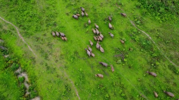 Aerial View Group Cows Rural Meadow Bright Morning Beautiful Green — Video Stock