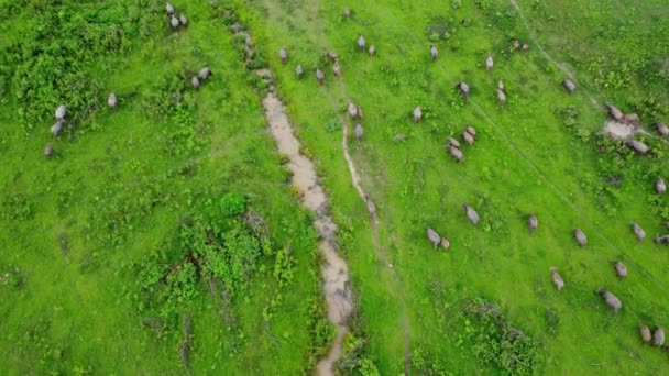 Aerial View Group Cows Rural Meadow Bright Morning Beautiful Green — Vídeo de stock