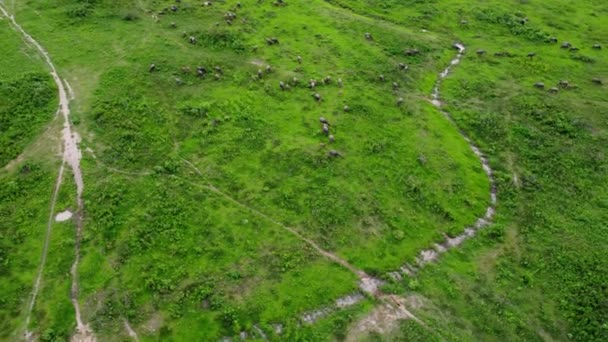 Aerial View Group Cows Rural Meadow Bright Morning Beautiful Green — Vídeos de Stock