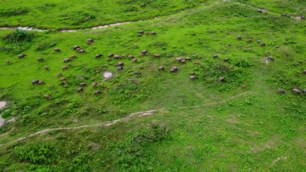 Aerial View Group Cows Rural Meadow Bright Morning Beautiful Green — Video