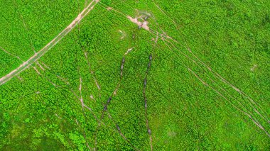 Aerial view of group of cows on a rural meadow in a bright morning. Beautiful green area of agricultural land or pasture in the rainy season of northern Thailand.