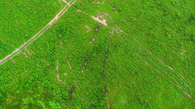 Aerial view of group of cows on a rural meadow in a bright morning. Beautiful green area of agricultural land or pasture in the rainy season of northern Thailand.