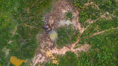 Aerial view of group of cows on a rural meadow in a bright morning. Beautiful green area of agricultural land or pasture in the rainy season of northern Thailand.