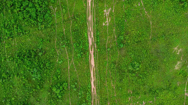 Aerial View Green Pasture Sunny Day Beautiful Green Area Agricultural — Zdjęcie stockowe
