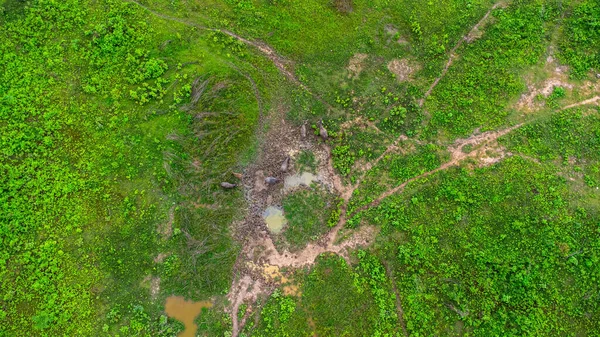 Aerial view of group of cows on a rural meadow in a bright morning. Beautiful green area of agricultural land or pasture in the rainy season of northern Thailand.