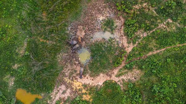 Aerial view of group of cows on a rural meadow in a bright morning. Beautiful green area of agricultural land or pasture in the rainy season of northern Thailand.