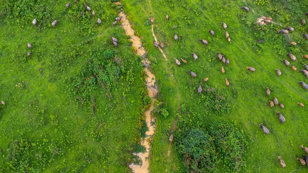 Aerial view of group of cows on a rural meadow in a bright morning. Beautiful green area of agricultural land or pasture in the rainy season of northern Thailand.