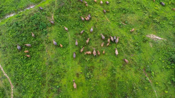 Aerial view of group of cows on a rural meadow in a bright morning. Beautiful green area of agricultural land or pasture in the rainy season of northern Thailand.