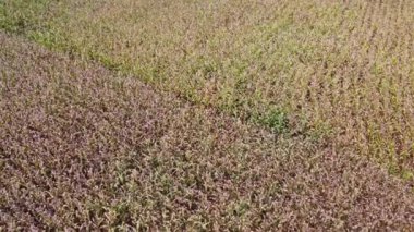Güneşli bir günde olgun mısır tarlasının havadan görünüşü. Kuzey Tayland dağlarındaki tarımsal mısır tarlalarının en iyi manzarası.