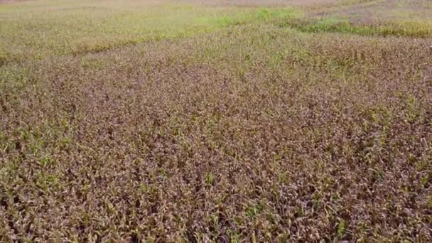 晴れた日に熟したトウモロコシ畑の空中ビュー タイ北部の山のトウモロコシ畑の農業地帯のトップビュー — ストック動画