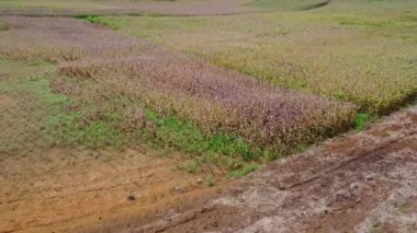 Güneşli bir günde olgun mısır tarlasının havadan görünüşü. Kuzey Tayland dağlarındaki tarımsal mısır tarlalarının en iyi manzarası.