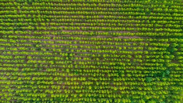 Veduta Aerea Della Piantagione Eucalipto Thailandia Cattura Aerea Con Drone — Foto Stock