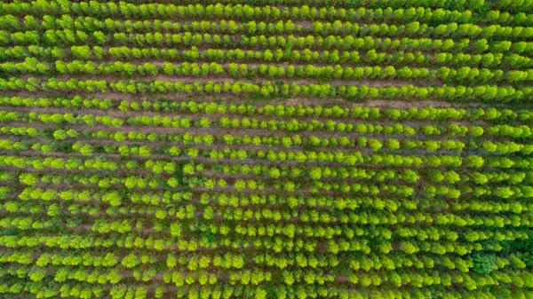 Veduta Aerea Della Piantagione Eucalipto Thailandia Cattura Aerea Con Drone — Foto Stock