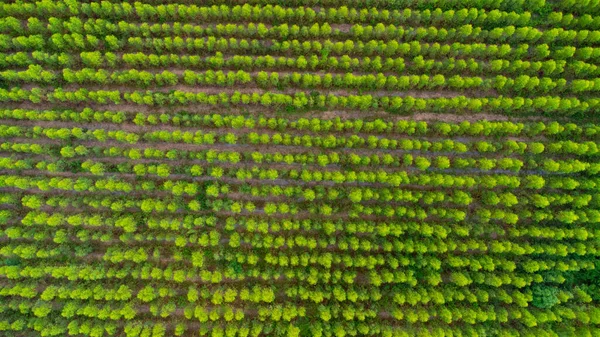 Aerial View Eucalyptus Plantation Thailand Aerial Capture Drone — Stock Photo, Image