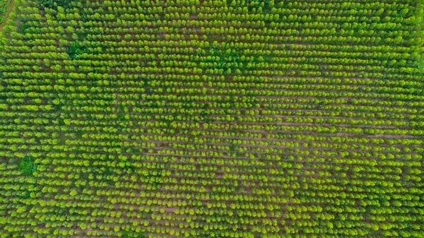 Aerial View Eucalyptus Plantation Thailand Aerial Capture Drone — Stock Photo, Image