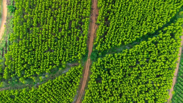 Veduta Aerea Della Piantagione Eucalipto Thailandia Cattura Aerea Con Drone — Foto Stock