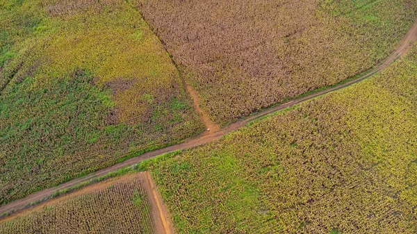 Luchtfoto Van Rijp Maïsveld Een Zonnige Dag Bovenaanzicht Van Landbouwgebied — Stockfoto