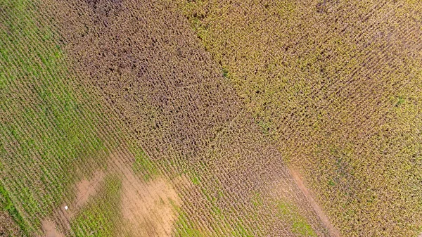 Veduta Aerea Del Campo Mais Maturo Una Giornata Sole Vista — Foto Stock