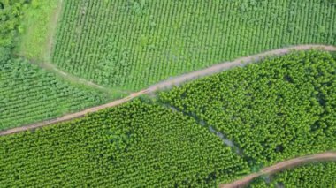 Tayland 'daki Okaliptüs çiftliğinin havadan görünüşü. Okaliptüs ormanının en güzel yeşil manzarası. Doğal manzara arka planı.