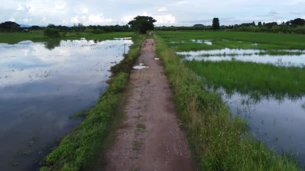 受雨季洪水影响的稻田或农业区景观 暴雨和农田水淹后河水漫溢 农场上有雨水的田地 — 图库视频影像