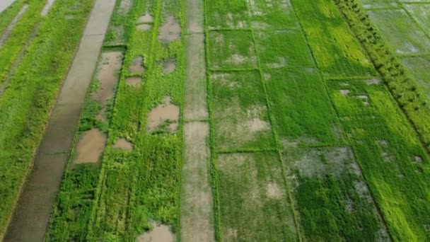 Vista Aérea Campos Arroz Áreas Agrícolas Afectadas Por Inundaciones Temporada — Vídeo de stock