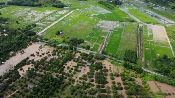 Flygfoto Över Risfält Eller Jordbruksområden Som Drabbats Översvämningar Regnperioden Ovanifrån — Stockvideo