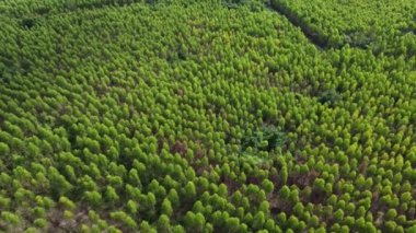 Tayland 'daki Okaliptüs çiftliğinin havadan görünüşü. Okaliptüs ormanının en güzel yeşil manzarası. Doğal manzara arka planı.
