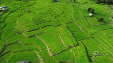 Baharda dağlardaki yeşil pirinç teraslarının havadan görünüşü. Genç pirinç tarlalarının ya da Kuzey Tayland 'daki tarım arazilerinin güzel yeşil alanları. Doğal manzara arka planı.