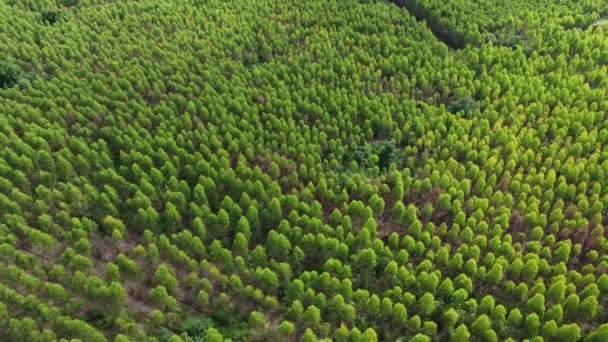 泰国桉树人工林的空中景观 桉树林美丽的绿地尽收眼底 自然景观背景 — 图库视频影像