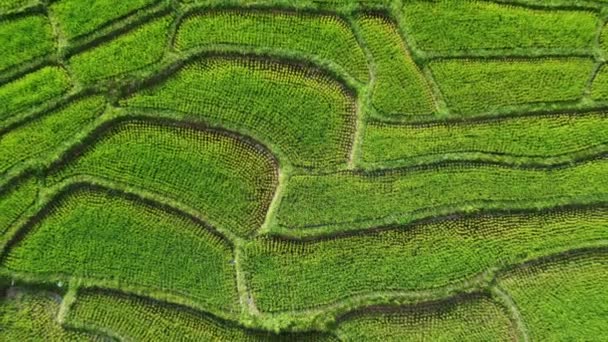 Vista Aérea Las Terrazas Arroz Verde Las Montañas Primavera Hermosa — Vídeos de Stock