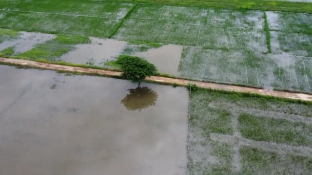 Luftaufnahme Von Reisfeldern Oder Landwirtschaftlichen Gebieten Die Von Überschwemmungen Der — Stockvideo