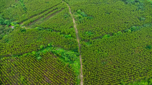 Veduta Aerea Della Piantagione Eucalipto Thailandia Cattura Aerea Con Drone — Foto Stock