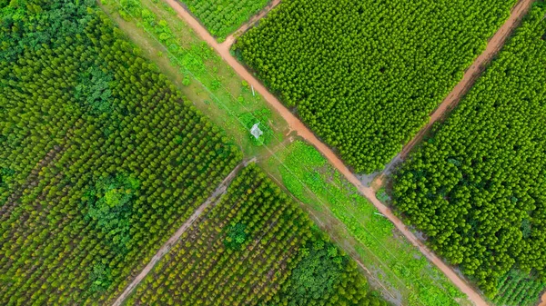 Vista Aérea Plantación Eucalyptus Tailandia Captura Aérea Con Dron — Foto de Stock