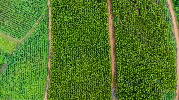 Veduta Aerea Della Piantagione Eucalipto Thailandia Cattura Aerea Con Drone — Foto Stock