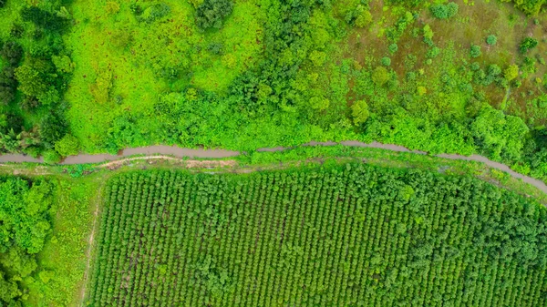 Вид Воздуха Плантацию Эвкалипта Таиланде Захват Помощью Беспилотника — стоковое фото