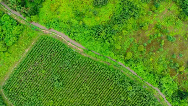 Vista Aérea Plantación Eucalyptus Tailandia Captura Aérea Con Dron — Foto de Stock