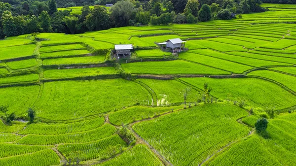 Aerial view of the green rice terraces on the mountains in spring. Beautiful green area of young rice fields or agricultural land in northern Thailand. Natural landscape background.