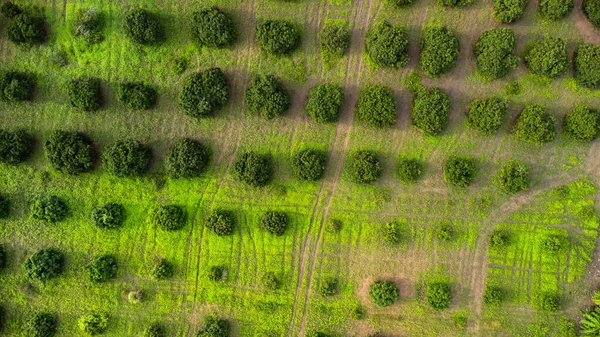 Vista Aérea Árboles Cultivo Plantación Vivero Aire Libre Hermoso Jardín — Foto de Stock