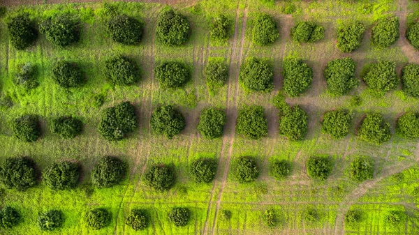 묘목을 재배하는 나무와 농장을 공중에서 구경할 수있다 아름다운 농경지이다 — 스톡 사진