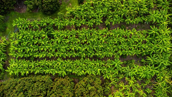 Aerial view of Cultivation trees and plantation in outdoor nursery. Banana plantation in rural Thailand. Cultivation business. Natural landscape background.