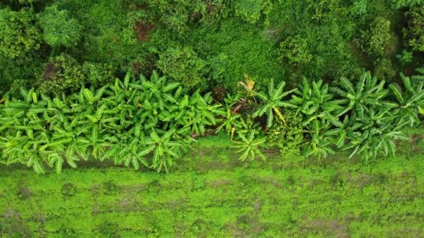 屋外保育園での栽培木やプランテーションの空中ビュー タイの農村部のバナナ農園 栽培業 自然景観背景 — ストック動画