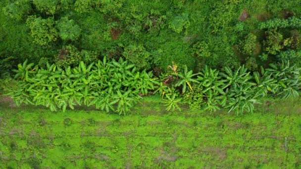 屋外保育園での栽培木やプランテーションの空中ビュー タイの農村部のバナナ農園 栽培業 自然景観背景 — ストック動画