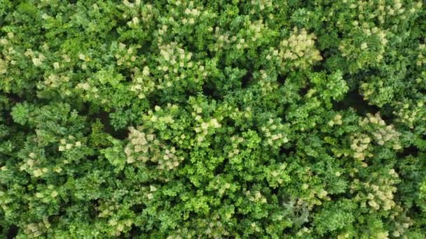 室外苗圃植树与人工林的空中景观 美丽的农园 栽培业务 自然景观背景 — 图库视频影像