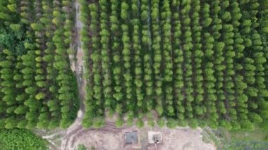 Kazıcıların hava görüntüsü, yüksek voltajlı direklerin temelleri ve yüksek voltajlı kutupların bacakları üzerinde çalışıyor. Ormandaki elektrik hatlarının en üst görüntüsü.