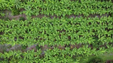 Açık alandaki tarım ağaçlarının ve çiftliğin havadan görünüşü. Tayland kırsalında muz çiftliği. Tarım işi. Doğal manzara arka planı.